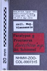 Etiketten zu Procraerus forestieroi (NHMW-ZOO-COL-0007315)